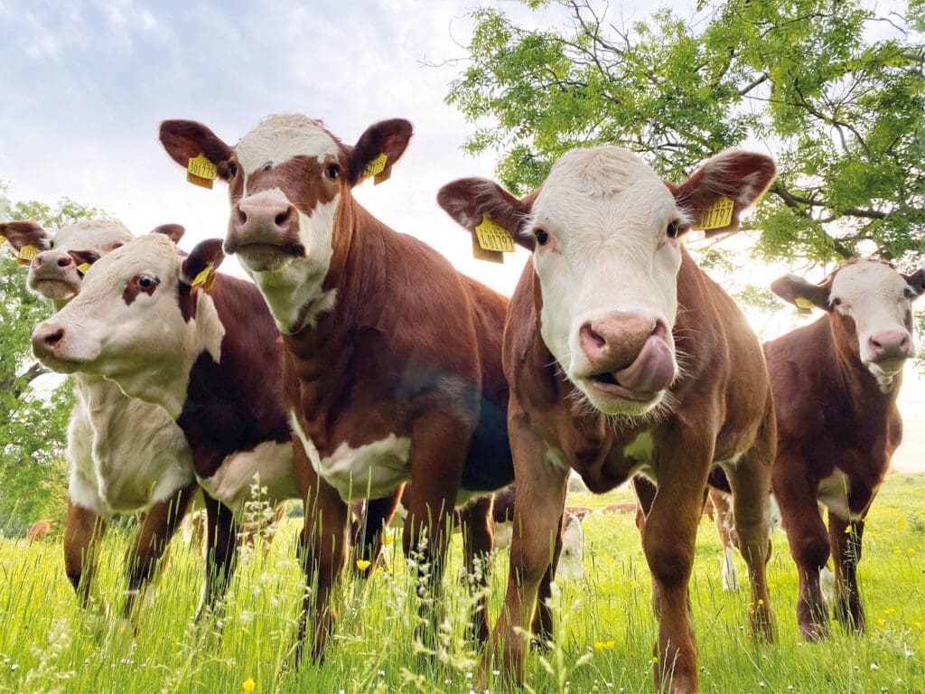 Farmers must be aware of bluetongue, says UFU | Ulster Farmers Union