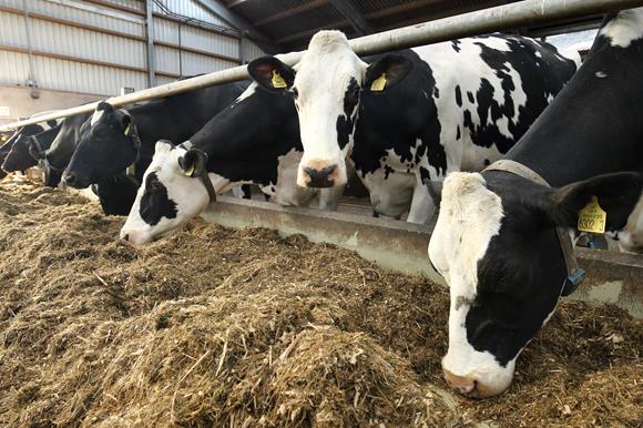 Choline Chloride Silicon Carrier supplier Choline Chloride Silicon Carrier supplier