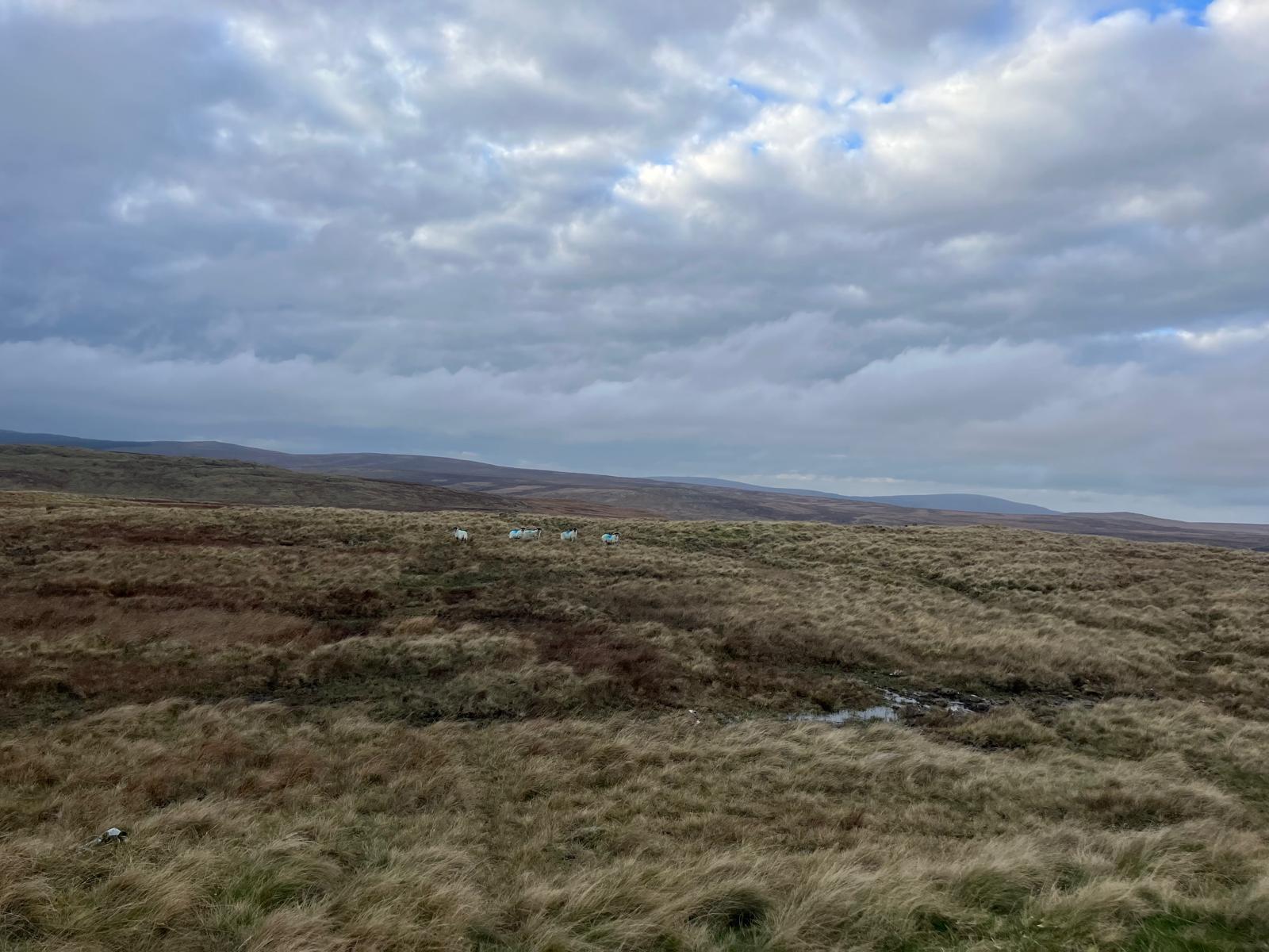 New-Report-Highlights-Barriers-to-Peatland-Restoration-for-Farmers-and-Landowners-picture