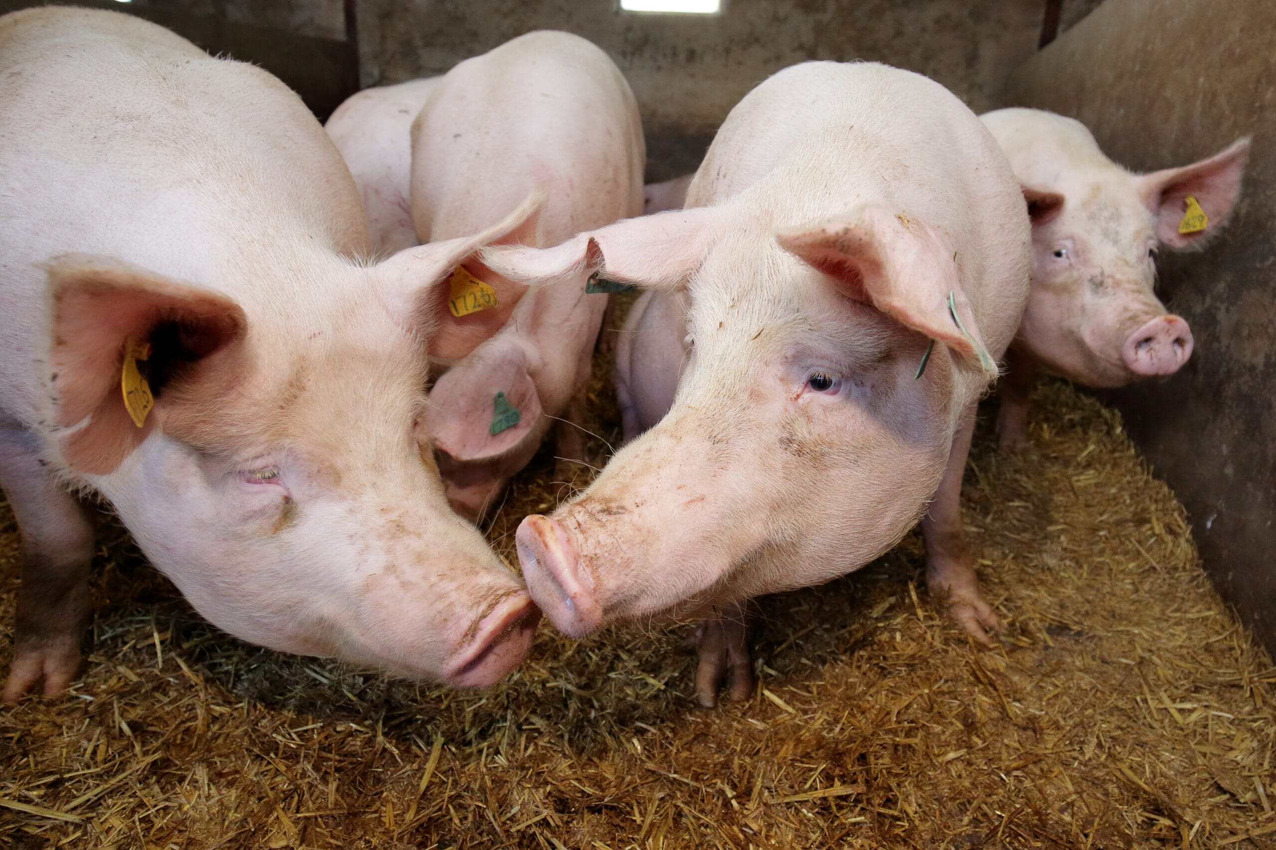 UFU presses Sofina for urgent clarity on future of NI pig producers